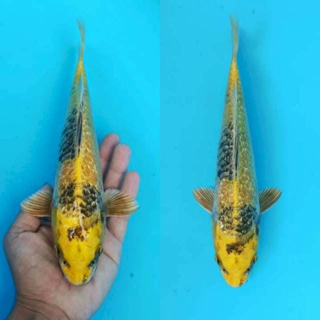 Aragoke kin kishowa ginrin 26+cm