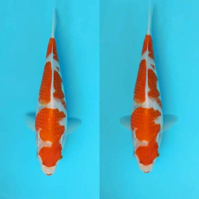Kohaku flower 26cm
