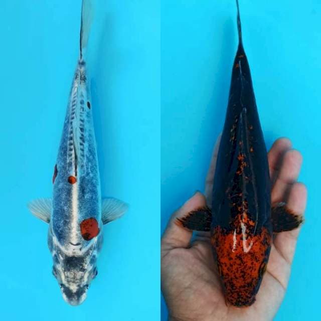 Duo kiko antik x kumonryu 23-25cm