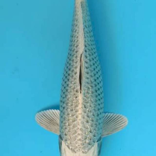 Mukashi ginrin bulky 31cm
