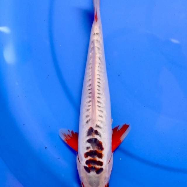 Shusui