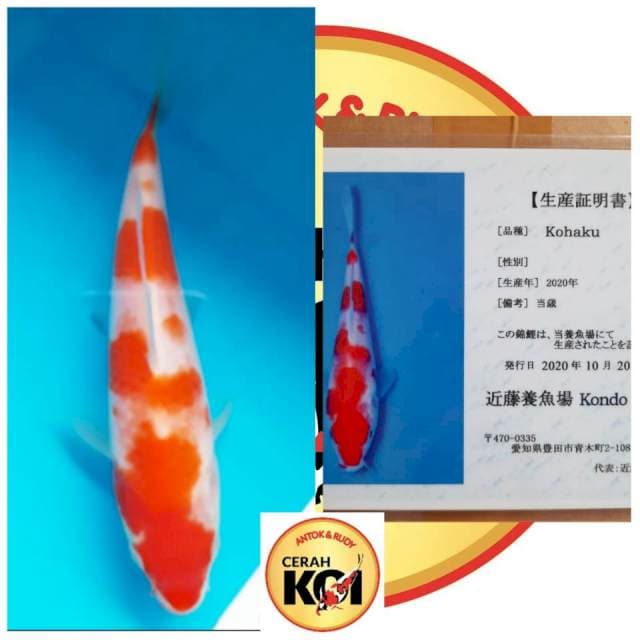 KOHAKU IMPORT SERTI FARM KONDO 17CM