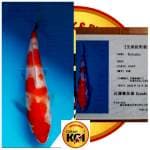 KOHAKU IMPORT SERTI FARM KONDO 17CM