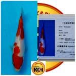 KOHAKU IMPORT SERTI FARM KONDO 17CM