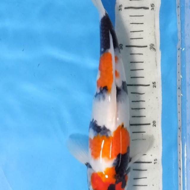 Showa Punuk