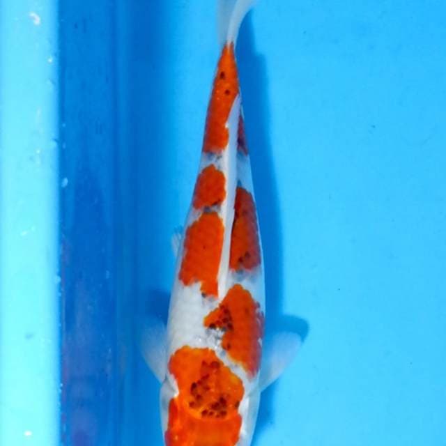 Goshiki