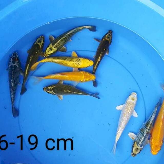 Mix 10 ekor 16-19 cm
