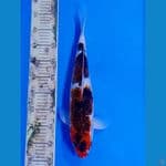 GOROMO 3STEP POLA ORI JUMBO 45CM