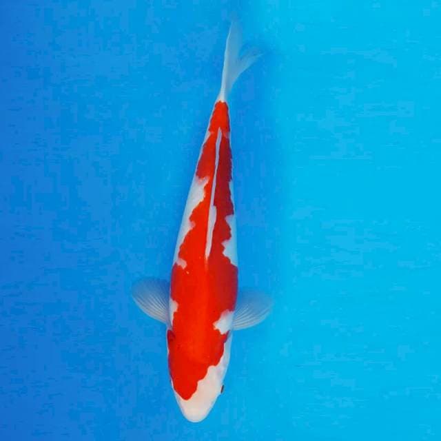 TORA 8 - Inazuma Kohaku ®