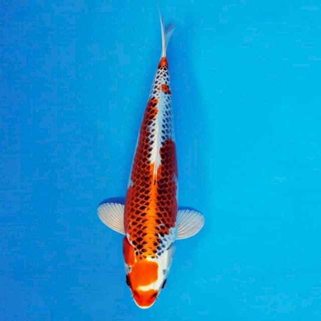 TORA 9 - Kujaku ®