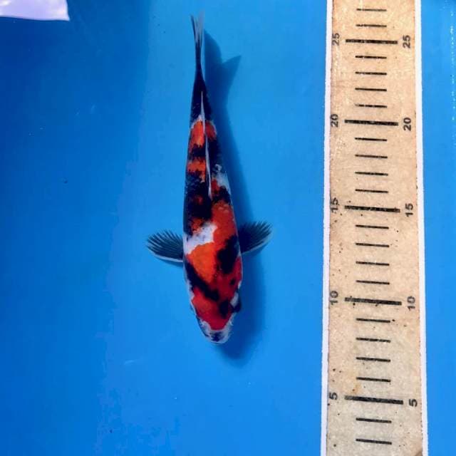 Showa, 18 cm