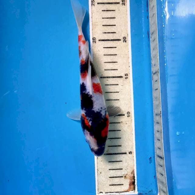 Showa, 19 cm