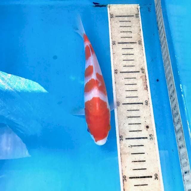 Kohaku, 20 cm