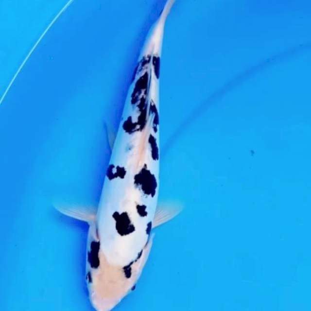 Doitsu dalmation 28
