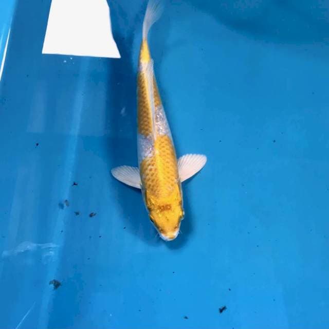 Kujaku, 17 cm
