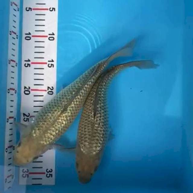 soragoi ginrin 28cm