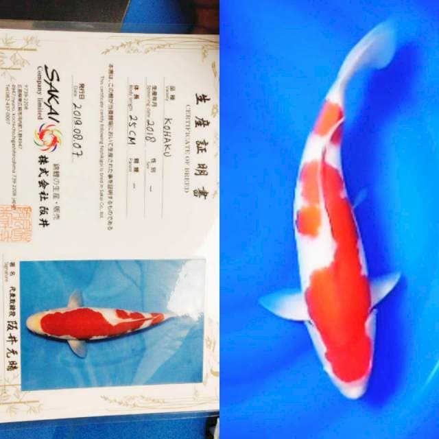 Kohaku 55BU Import Sakai 