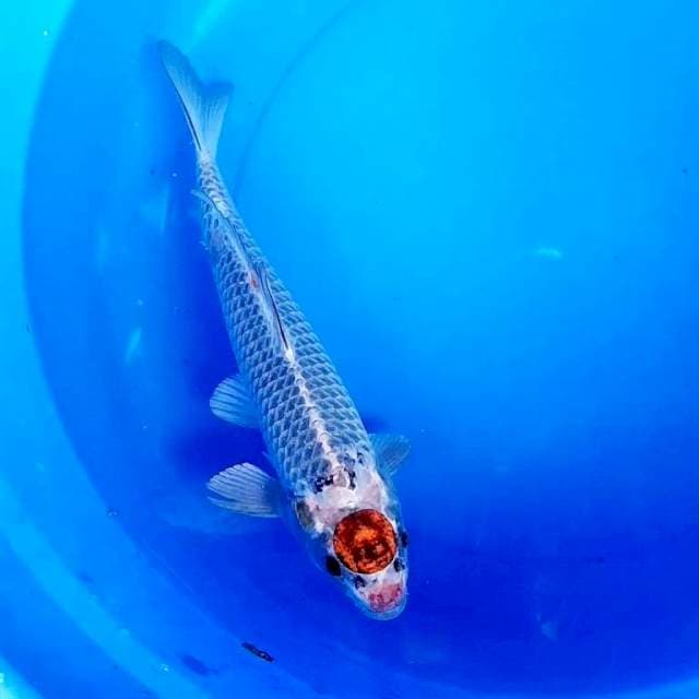 Tancho beni gingga 37cm