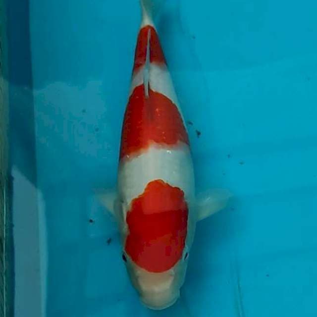 HQ Original 3step Kohaku
