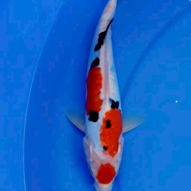 Maruten doitsu sanke ori