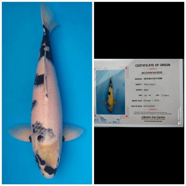 Okawa Jumbo Male Shiro