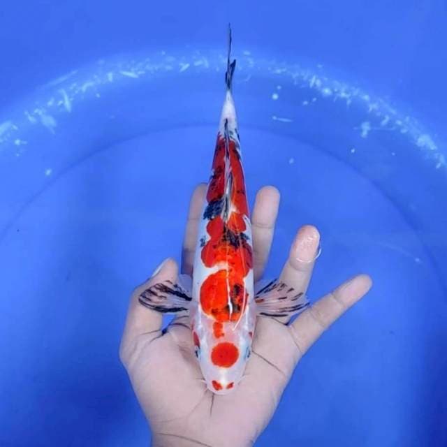 MARUTEN DOITSU # 26CM