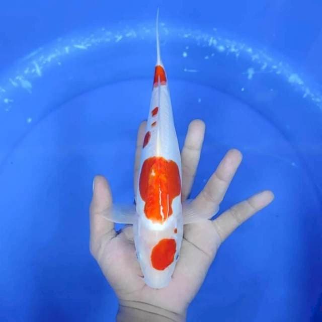 DOITSU KOHAKU # 26CM