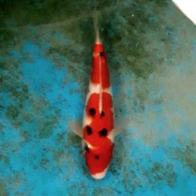 Sanke 30cm