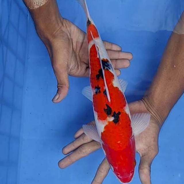 Sanke 34cm