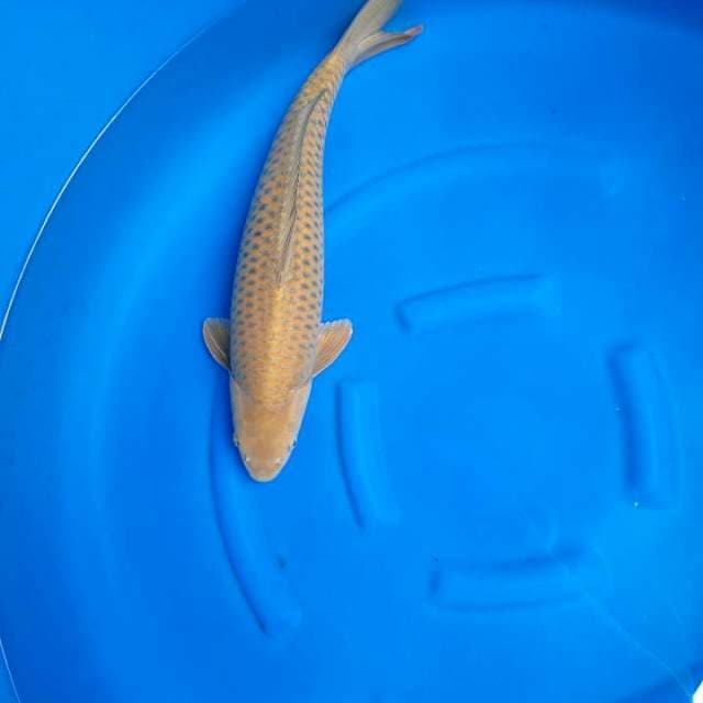 Cagoi jumbo 55cm