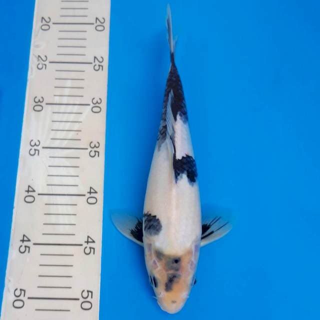 shiro utsuri 30cm (mulut sedikit miring)