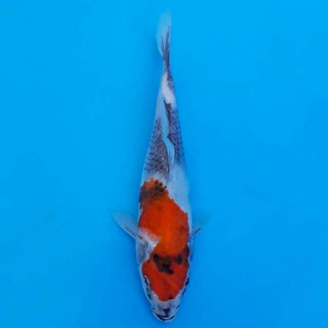 showa sanshoku 23cm