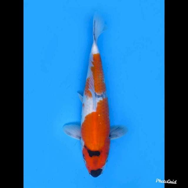 Jumbo Tosai Showa Tategoi , 35cm 