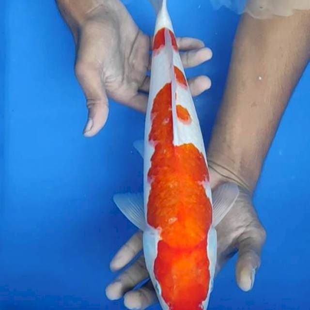 Kohaku 36cm