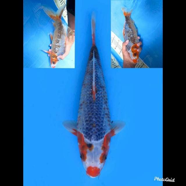 Asagi ANTIK , 31CM 