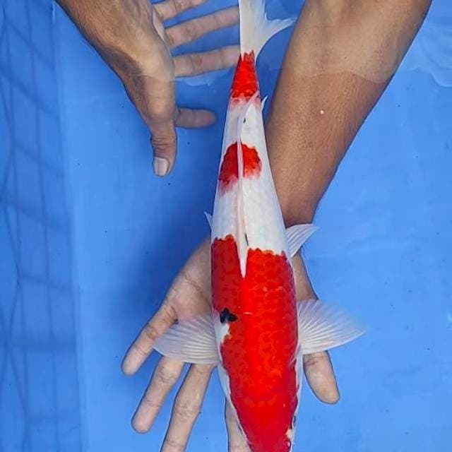 Sanke 34cm