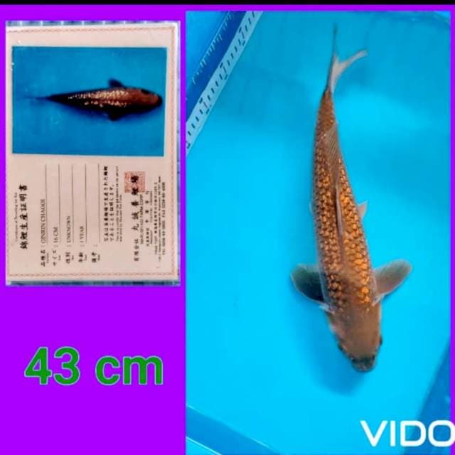 Ginrin chagoi 43 cm 🔥🔥🔥farm marusai