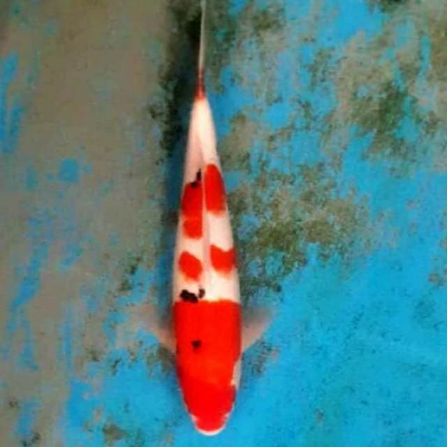 Sanke 31cm