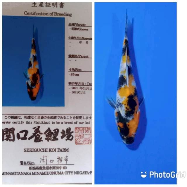 Showa tosai swkiguchi