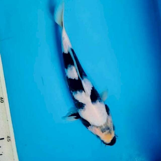 Shiro, 17cm