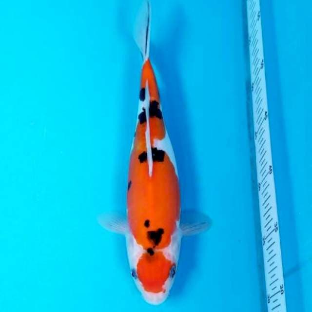 MARUTEN DOITSU SANKE 28 CM