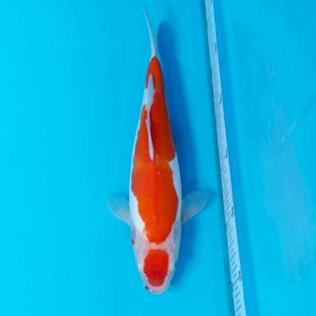 MARUTEN DOITSU KOHAKU 26 CM