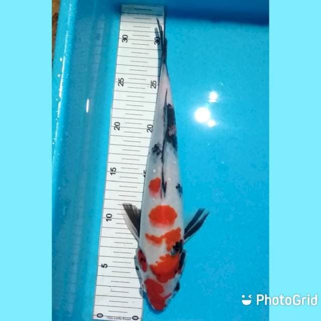 31cm male