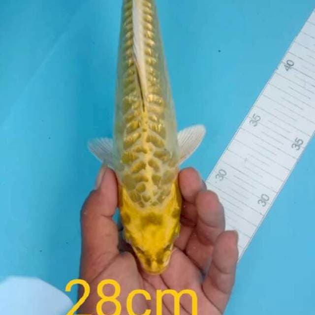 MUKASI GINRIN SISIK NAGA