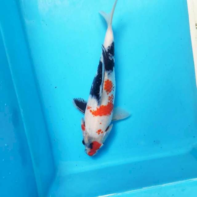 Kanoko showa, 20cm