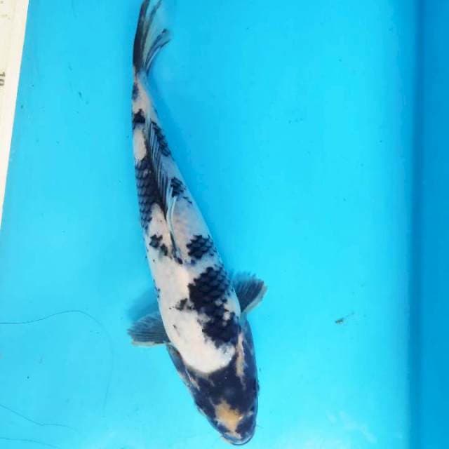 Shiro, 21cm