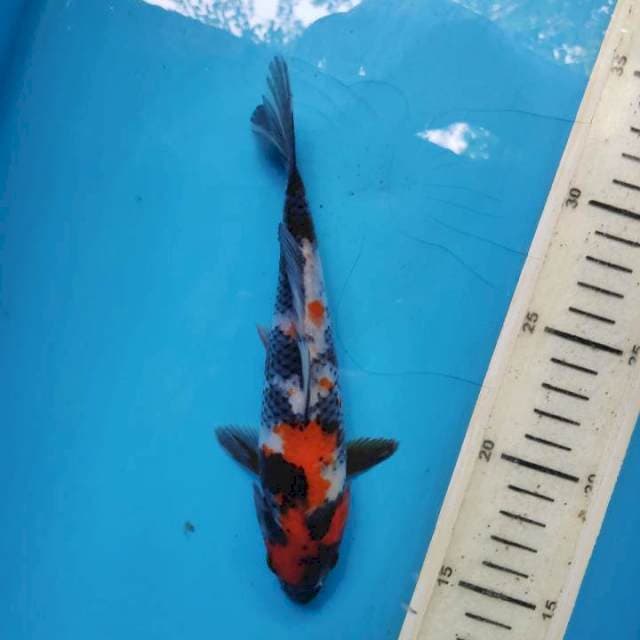 Showa, 19cm