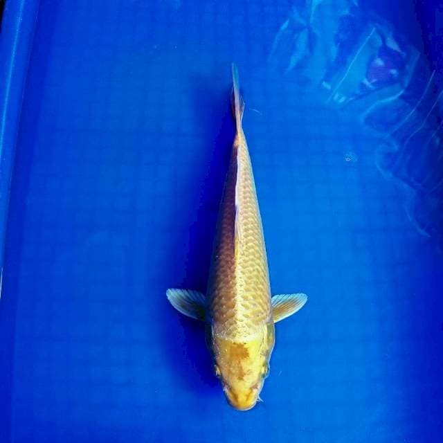 Yamabuki ogon 29cm