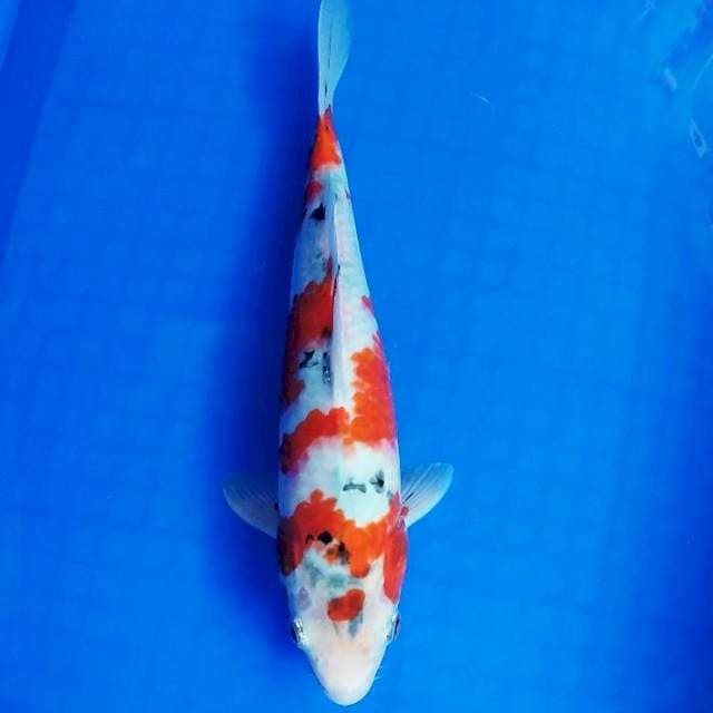 Kin showa tategoi 29cm