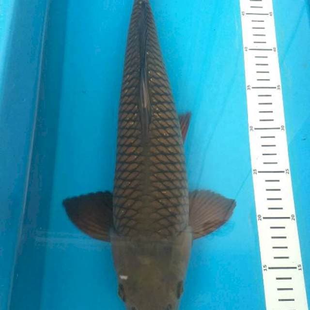 Cagoi midori ml 45 cm